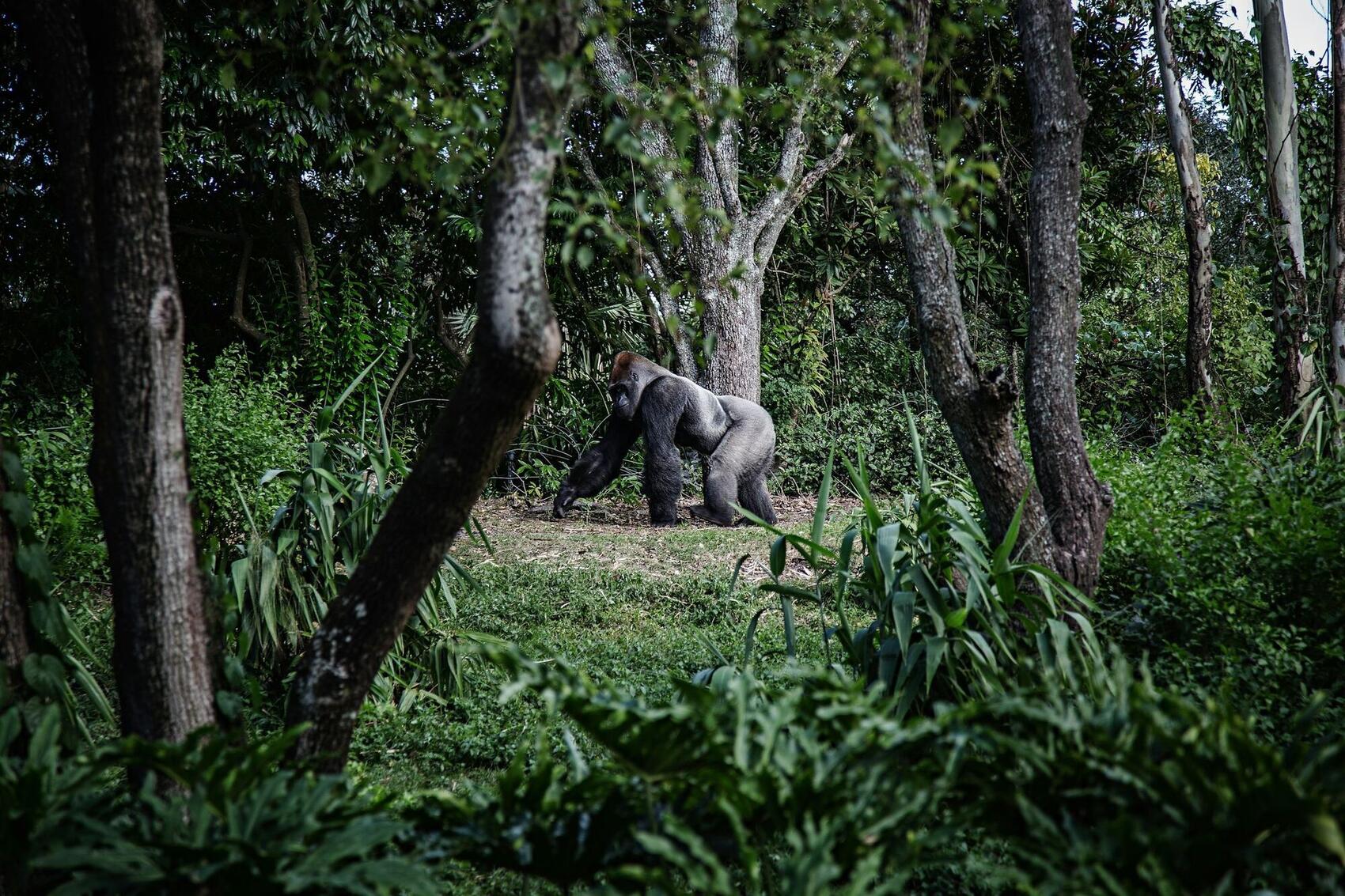 Gorillas, Privately