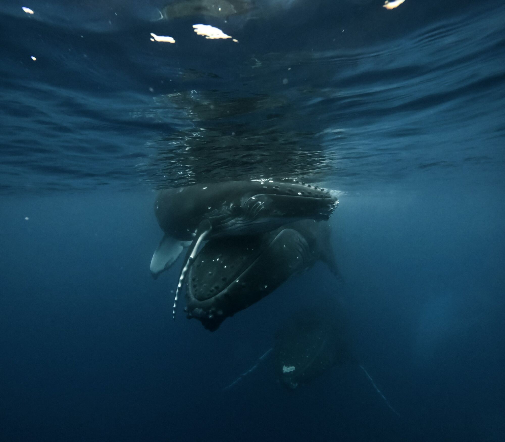 Swimming With Giants